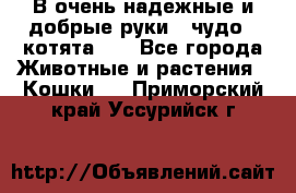 В очень надежные и добрые руки - чудо - котята!!! - Все города Животные и растения » Кошки   . Приморский край,Уссурийск г.